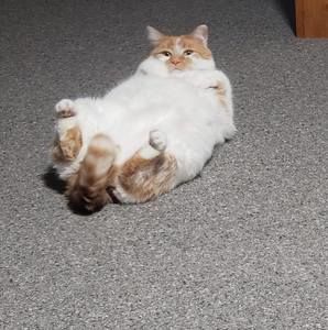 Meet your Posher, Miranda